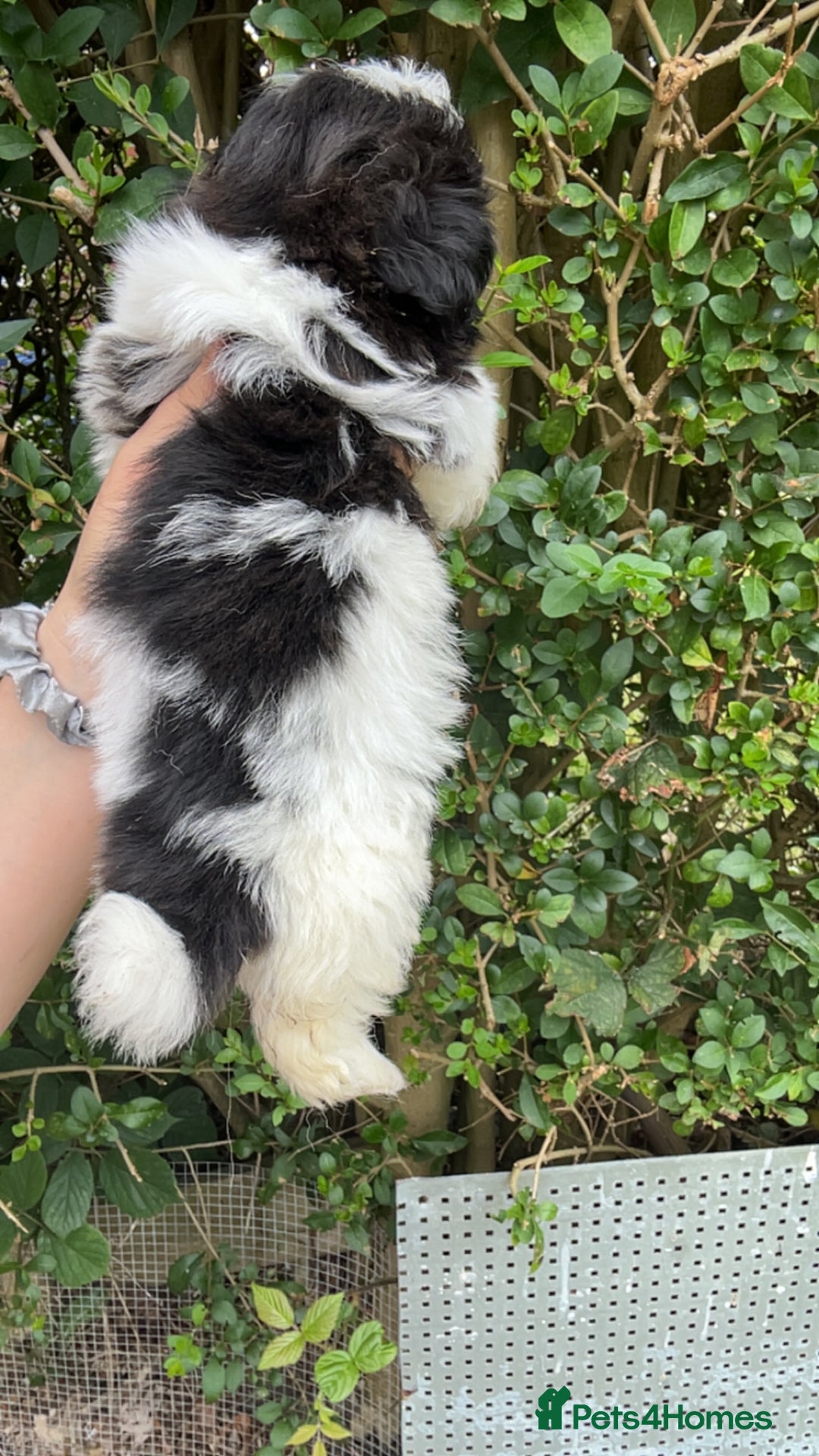 Shih Tzu dogs for sale: Shih tzu pups for sale  - Image 4