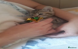 Mixed Breed cats for sale: Male tabby  - Image 2