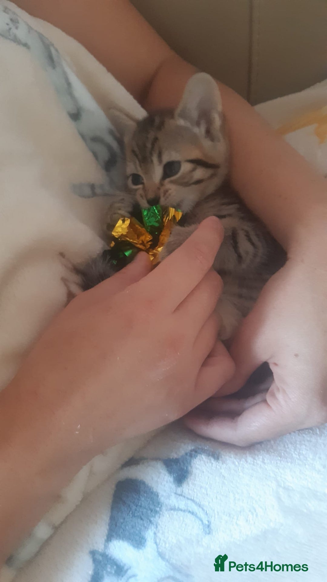 Mixed Breed cats for sale: Male tabby  - Image 2