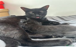 Bombay cats for sale: Playful Black Bombay Kitten Looking for New Home - Image 6