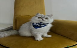 Persian cats for sale: 2 year old male Persian doll face chinchilla  - Image 3