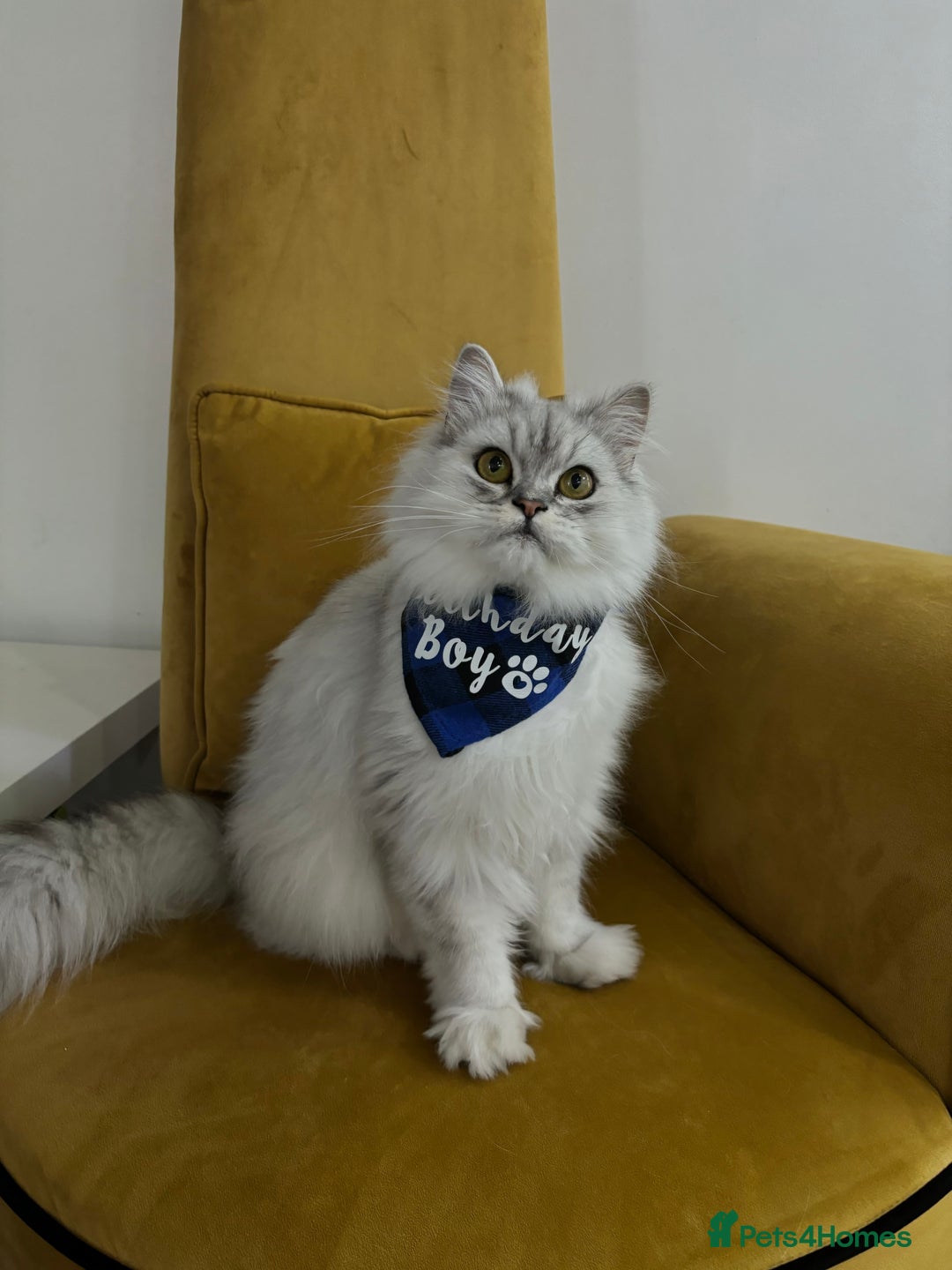 Persian cats for sale: 2 year old male Persian doll face chinchilla  - Image 3