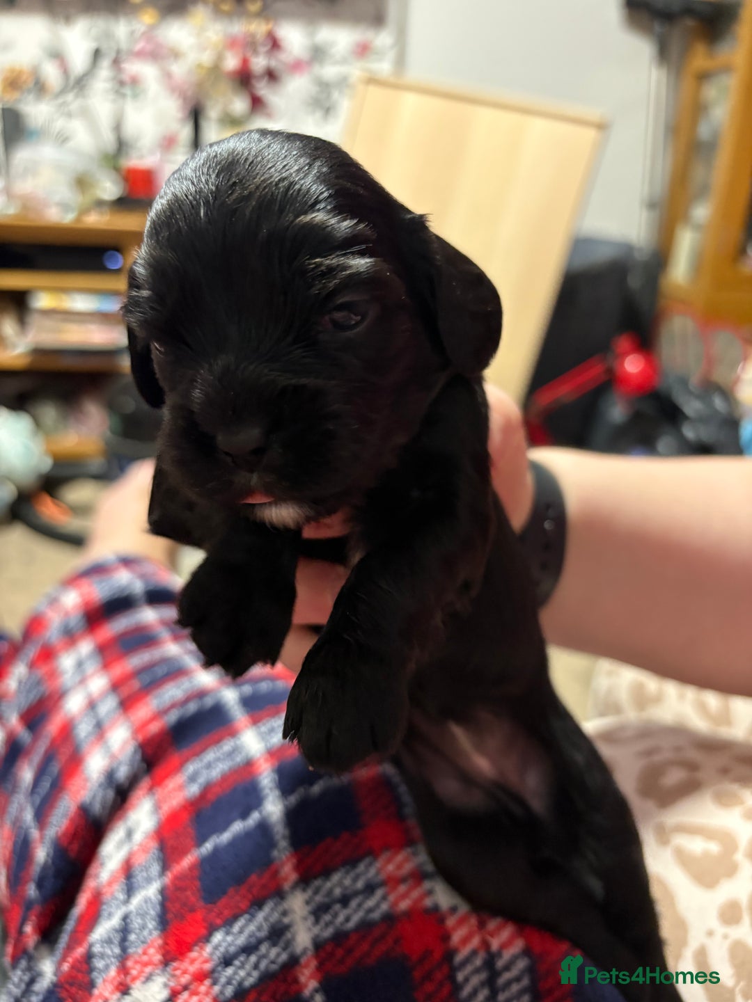 Cockalier dogs for sale: Cocker spaniel - Advert 17