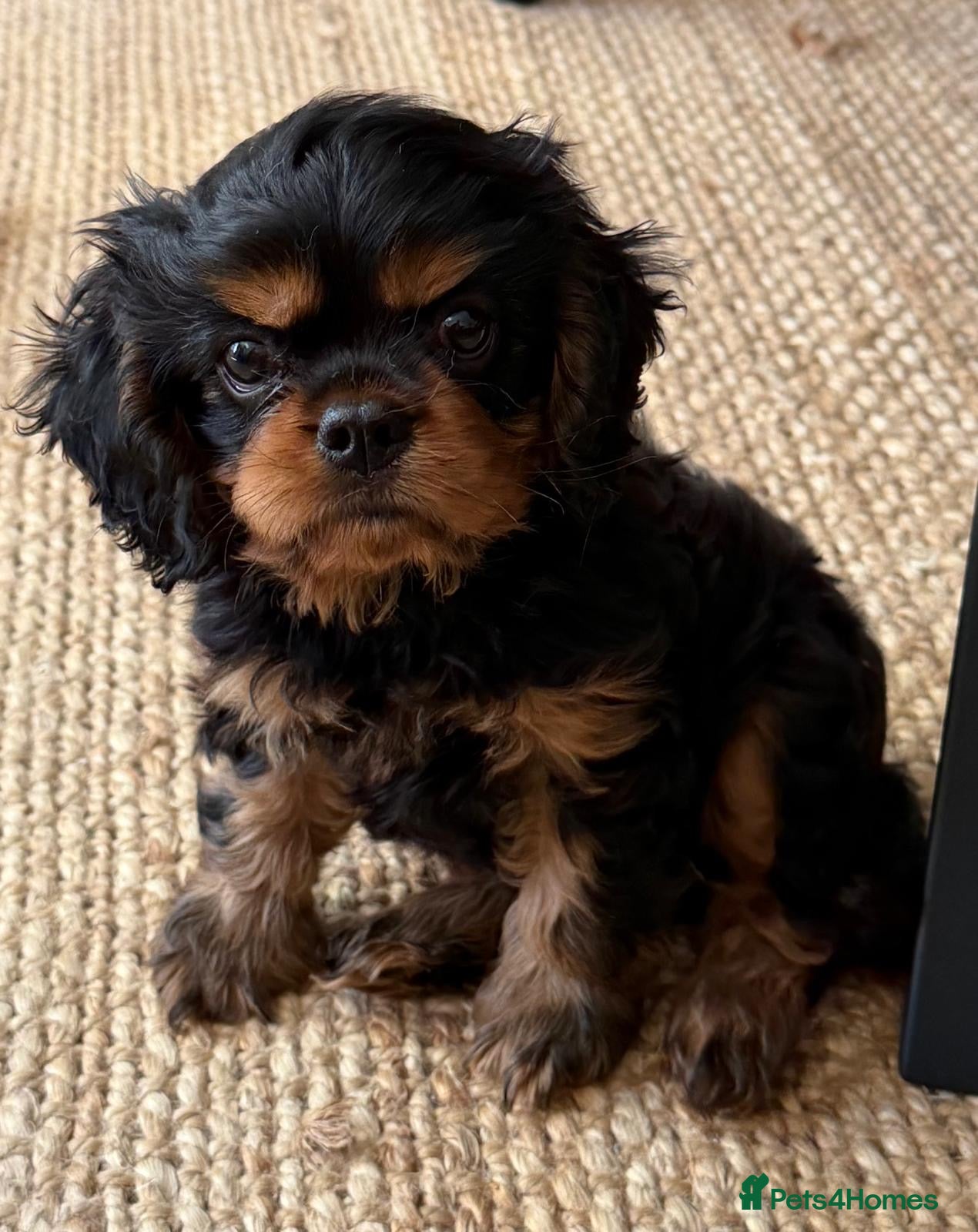 Cavalier King Charles Spaniel dogs HEART, EYE and DNA Tested Black and Tan boy  - Advert 2