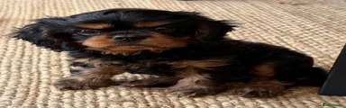 Cavalier King Charles Spaniel 1