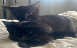 Mixed Breed cats for sale: 2 male 1 female black kitten for sale ready nov1st - Image 10