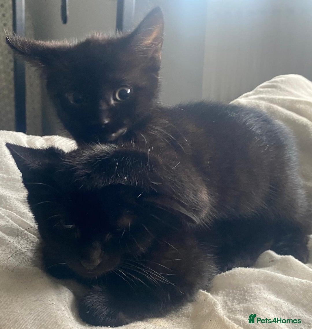 Mixed Breed cats for sale: 2 male 1 female black kitten for sale ready nov1st - Image 10