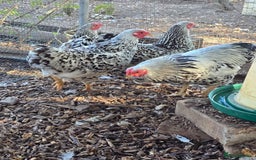 Chickens poultry for sale: Silver Mottled Wyandotte Bantam Quartet - Image 1