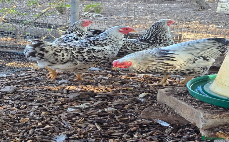 Chickens poultry - Advert 4