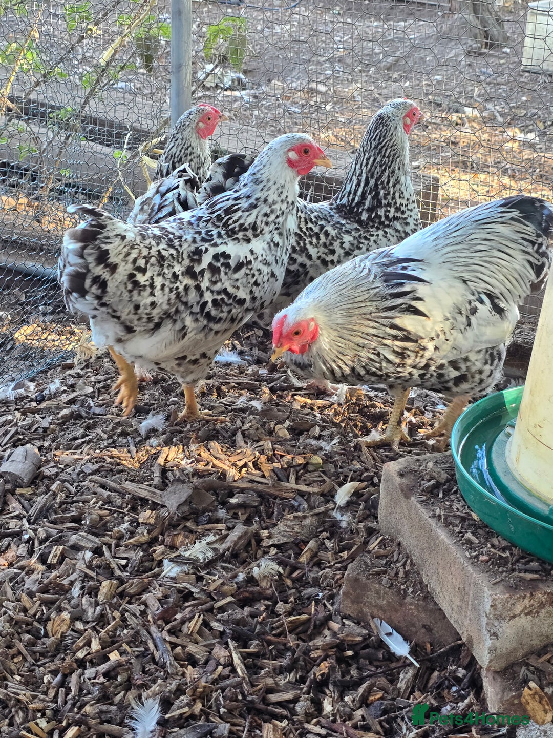 Chickens poultry for sale: Silver Mottled Wyandotte Bantam Quartet - Image 1