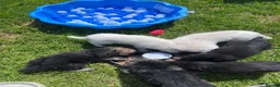 German Shepherd dogs for sale: Gorgeous German Shepherd Puppies - Advert 6