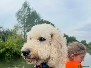 Mixed Breed dogs Australian Labradoodles - Advert 13