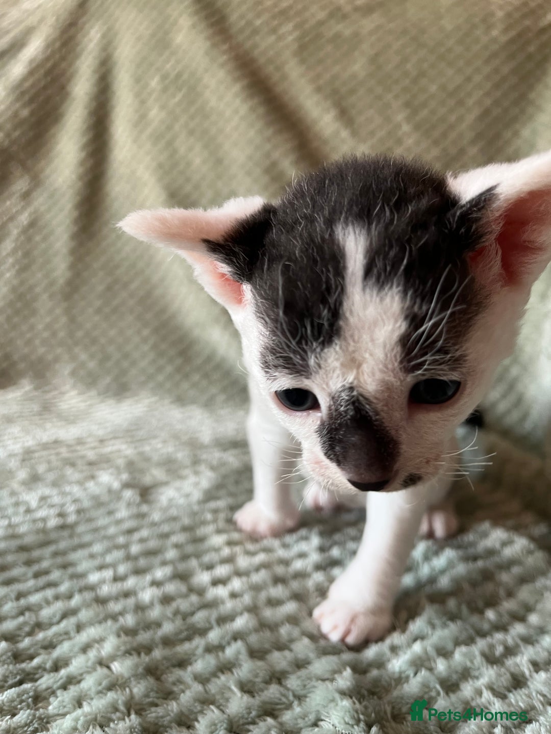 Cornish Rex cats for sale: 2 male Rex kittens - Image 2