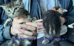 Mixed Breed cats for sale: 6 kittens for sale - Advert 6