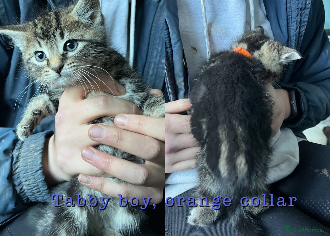 Mixed Breed cats for sale: 6 kittens for sale - Advert 6