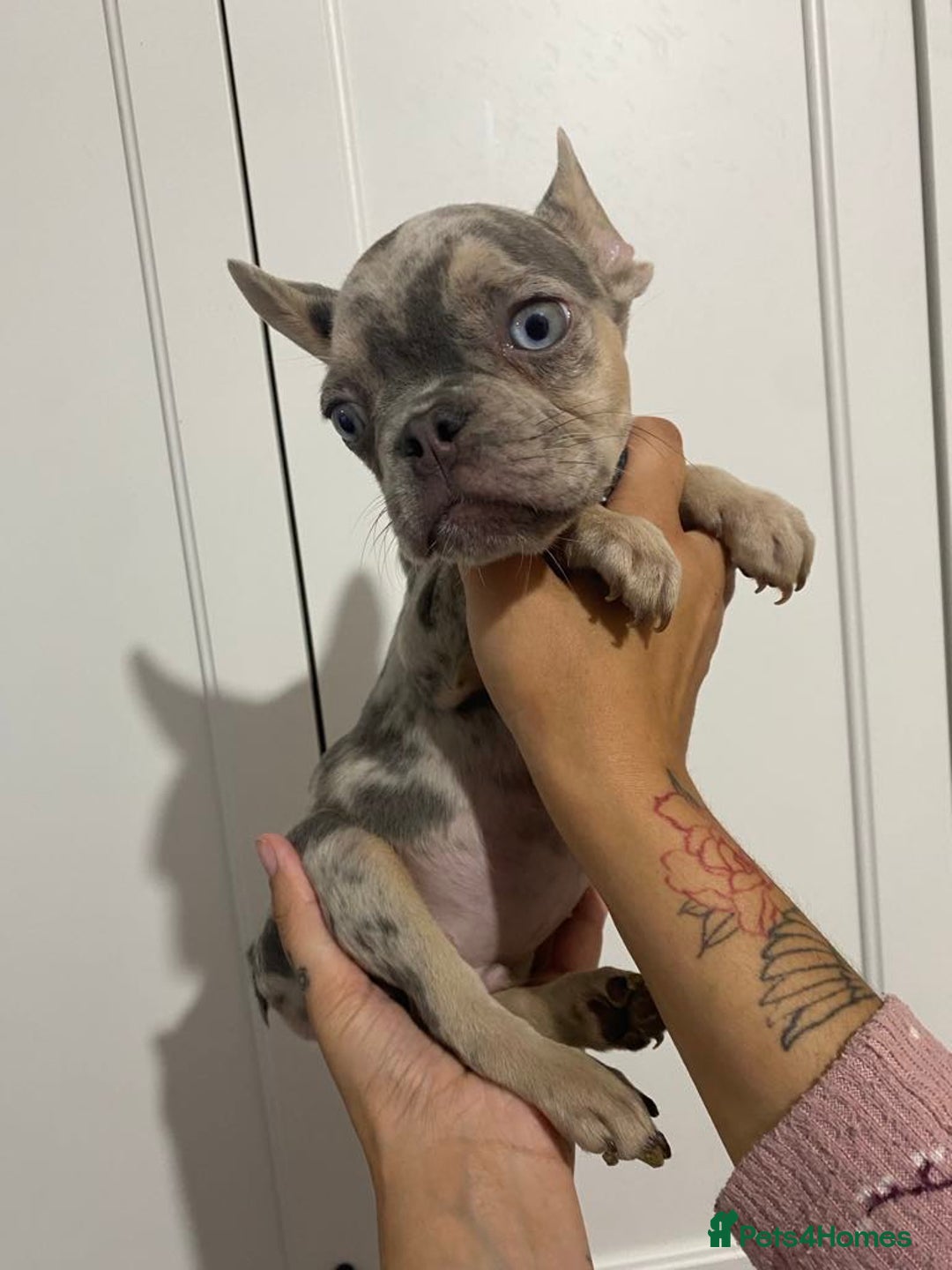 French Bulldog dogs for sale: REDUCED !!!! FRENCH BULLDOG PUPS / READY NOW!!! - Image 9