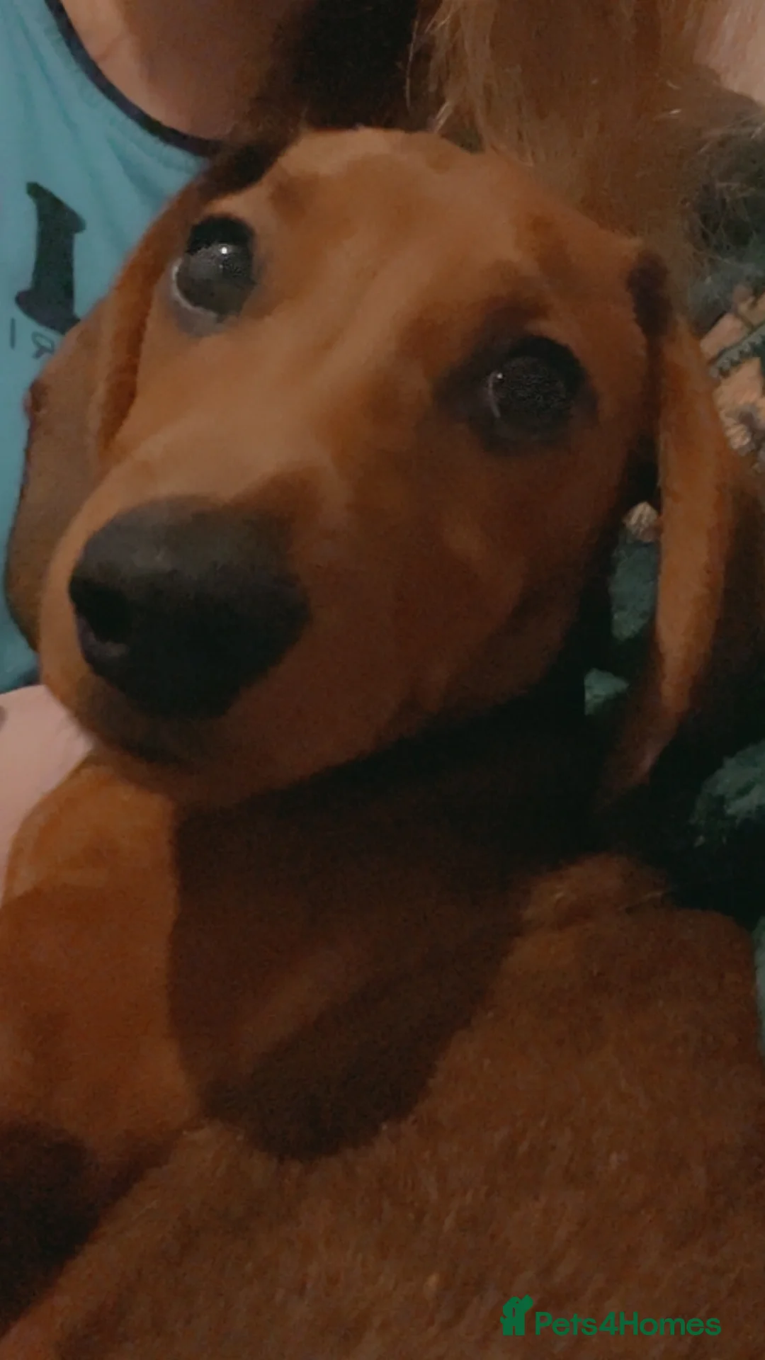 Miniature Dachshund dogs for sale: little lad that needs a new home - Advert 2