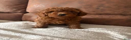 Mixed Breed dogs for sale: Betsy - Advert 8