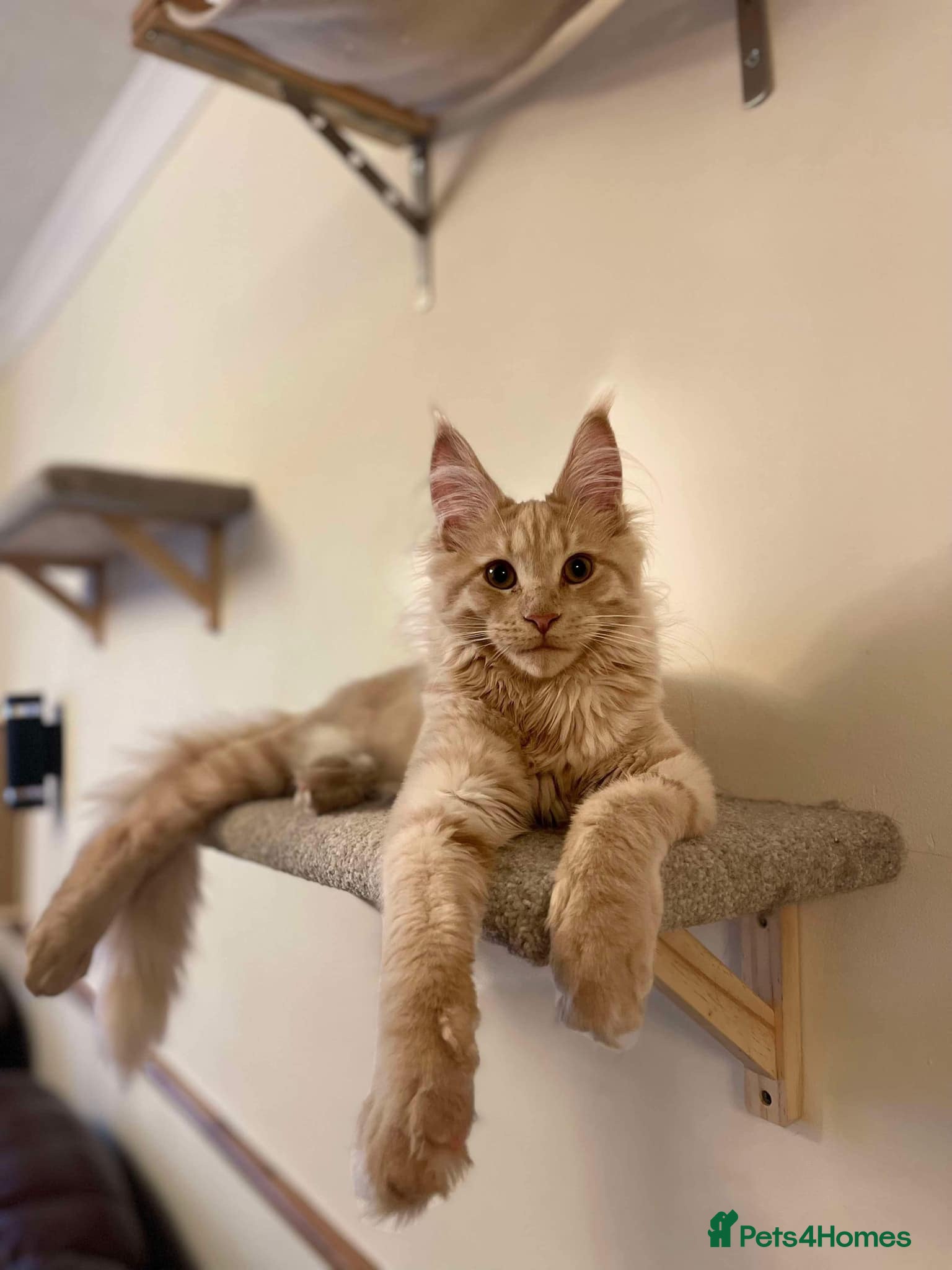 Maine Coon cats FIFTY-SHADES-OF-RED LULU - Advert 1