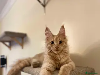 Maine Coon cats FIFTY-SHADES-OF-RED LULU - Advert 1