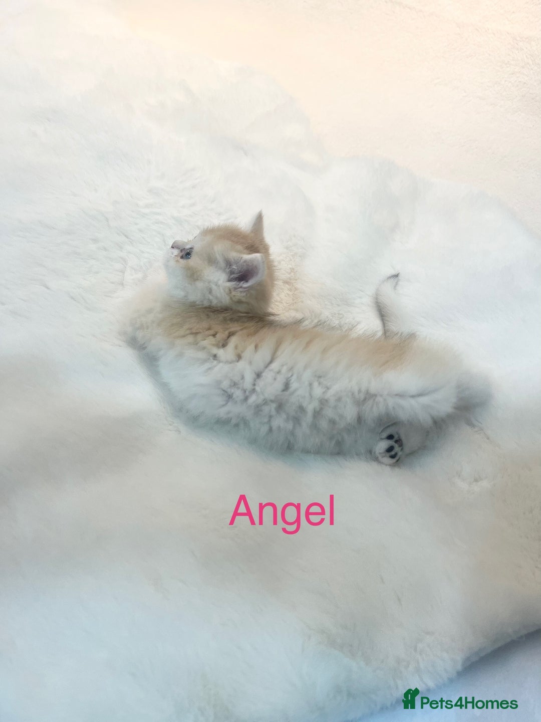 British Shorthair cats for sale: Golden NY12 British Shorthair Girl  - Image 6