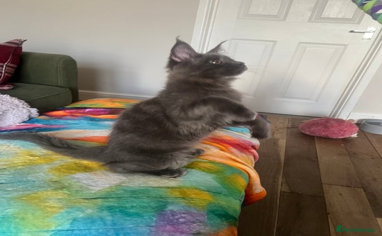 Maine Coon cats - Advert 16