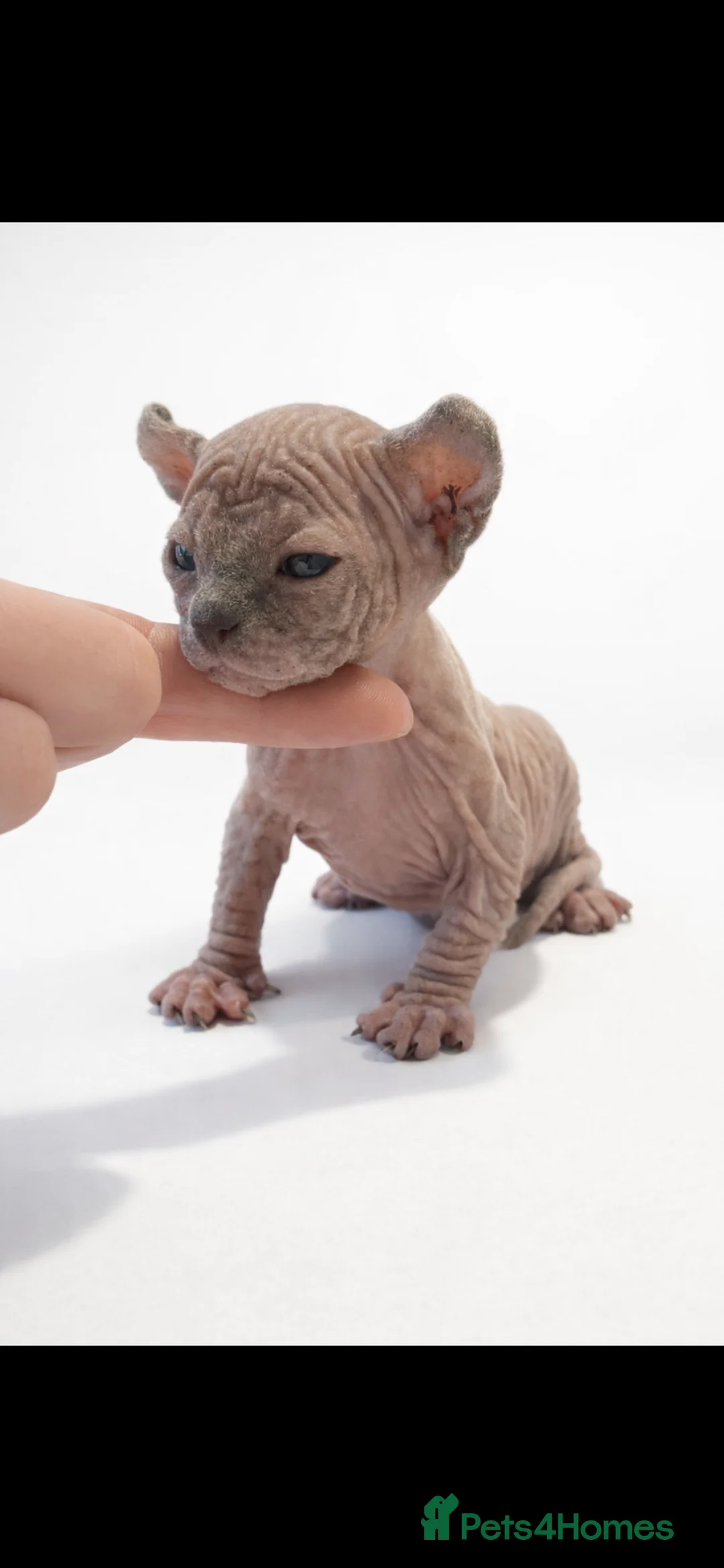 Sphynx cats for sale: Poshtotty Elf Sphynx – Last Stunning Boy Available - Advert 13