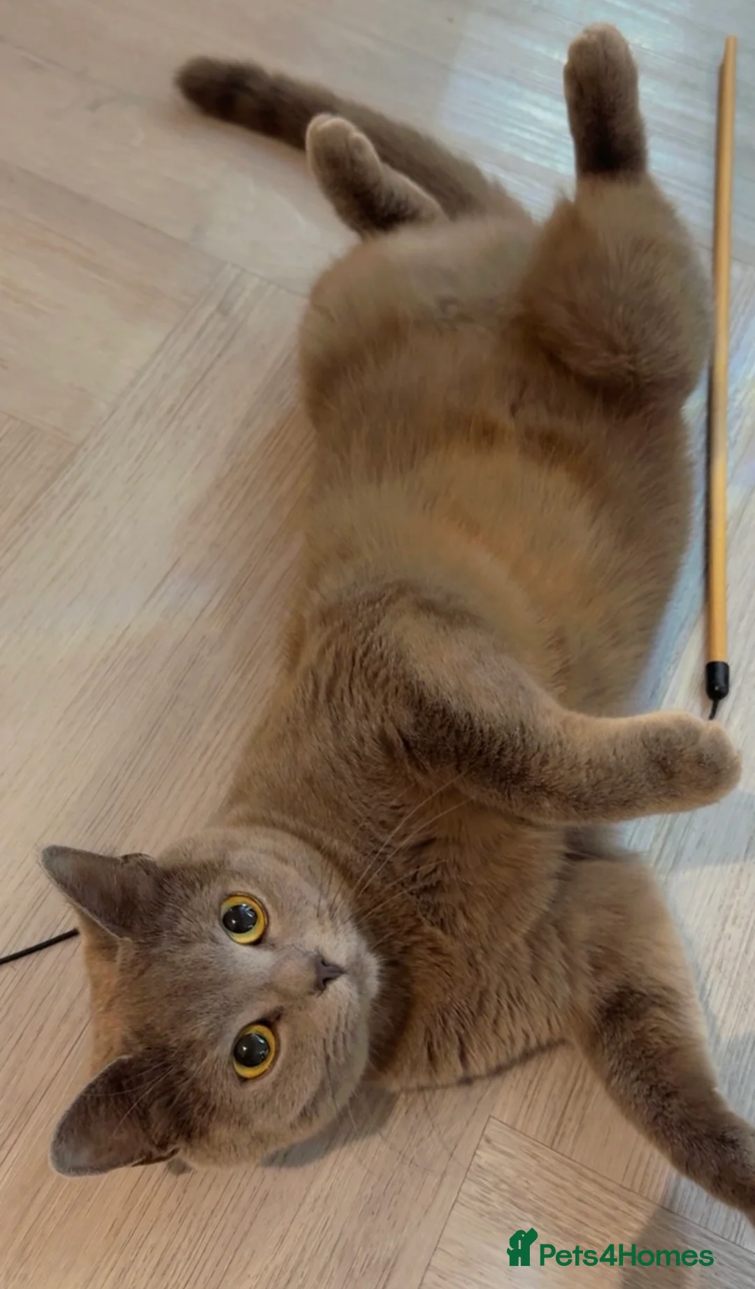 Russian Blue cats for stud: Russian blue  in Greenford - Advert 5