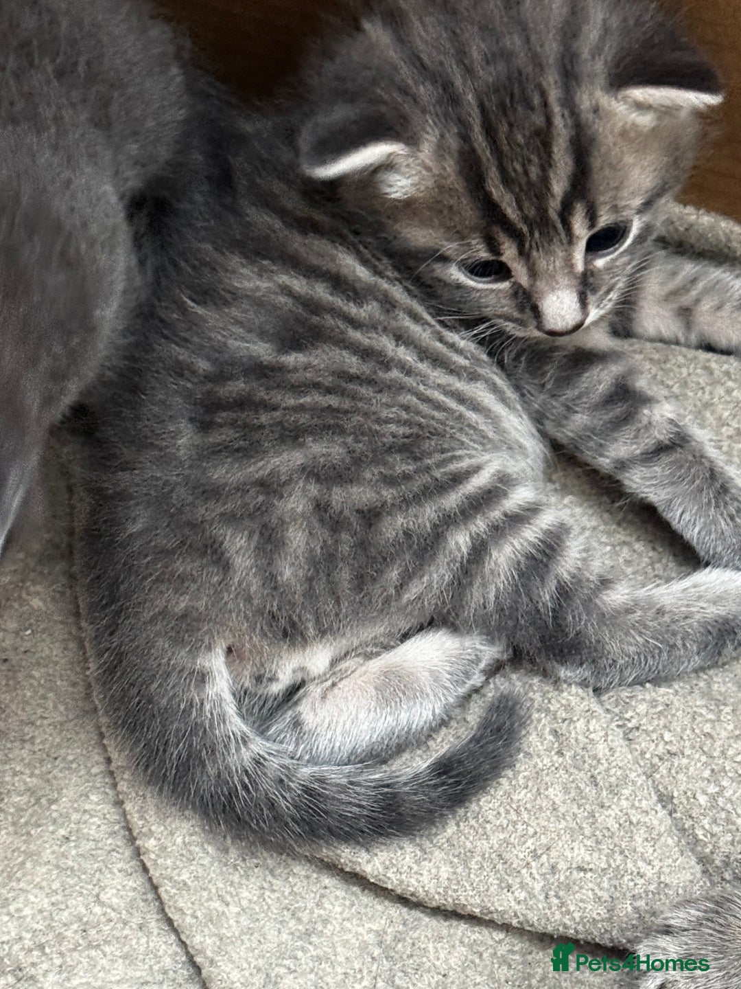 Russian Blue cats for sale: ✨RUSSIAN BLUE KITTEN FOR SALE  - Image 18