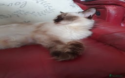 Maine Coon cats for sale: Maincoon x ragdoll  - Image 25