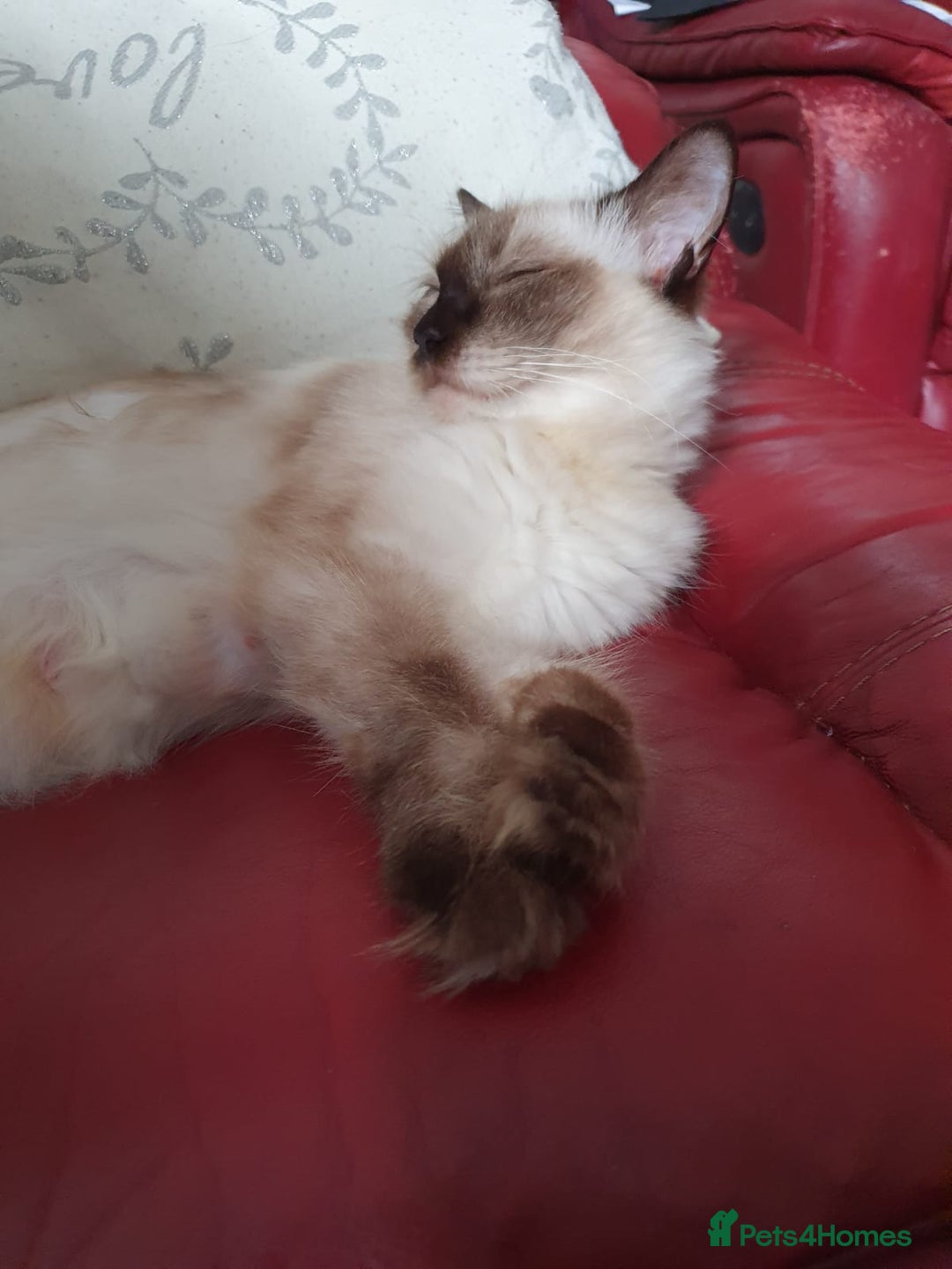 Maine Coon cats for sale: Maincoon x ragdoll  - Image 25