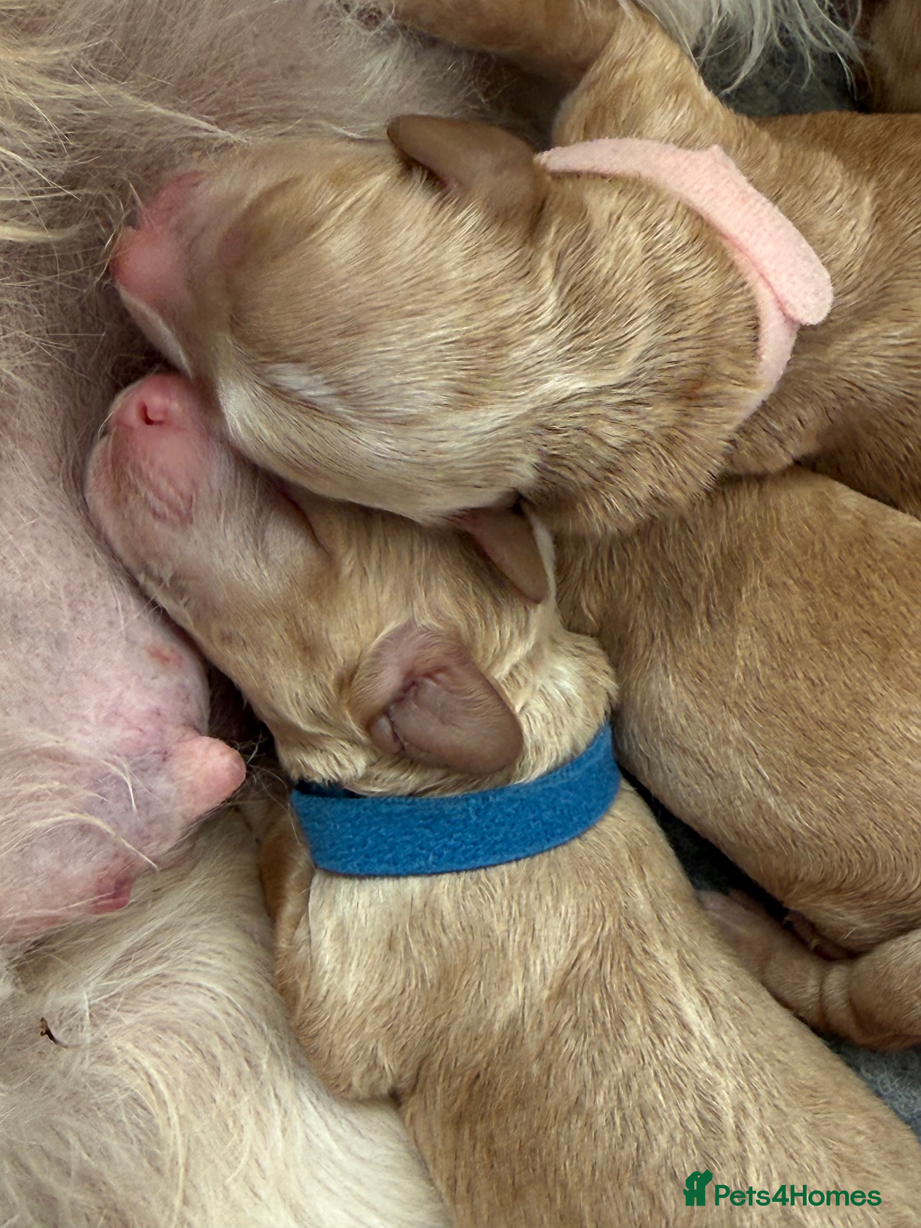 Cockapoo dogs for sale: cockapoo puppies for sale  - Advert 3