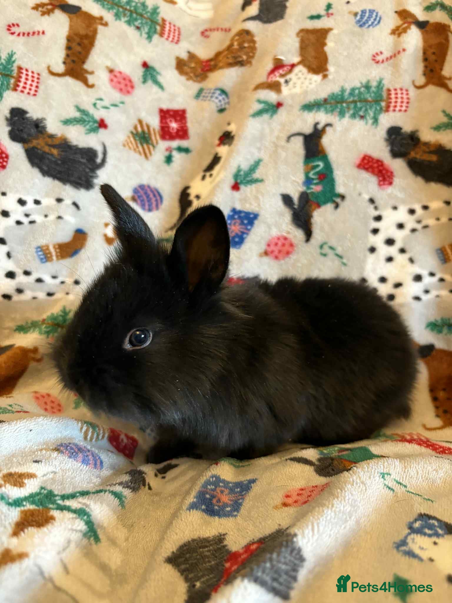 Lionhead rabbits Baby rabbits ready now  - Advert 7