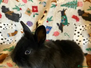 Lionhead rabbits Baby rabbits REDUCED - Advert 3