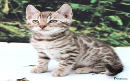 Bengal cats for sale: CUTE SNOW & BROWN BENGAL KITTENS (TICA REG) - Image 5