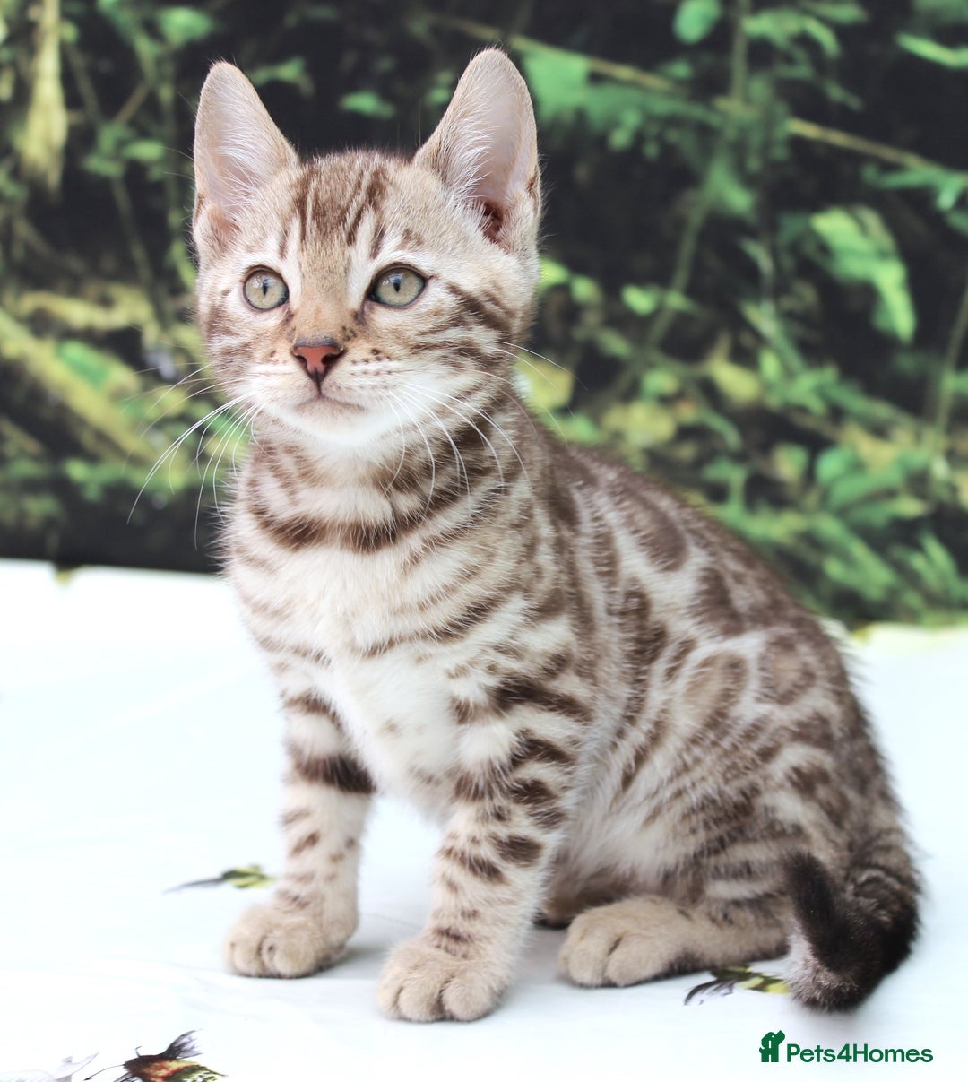 Bengal cats for sale: CUTE SNOW & BROWN BENGAL KITTENS (TICA REG) - Image 5