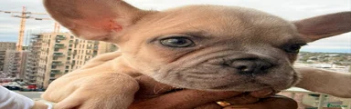 French Bulldog 5