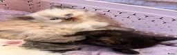 Mixed Breed cats for sale: 6 ragdoll x Persian kittens - Advert 6