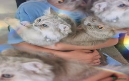 British Shorthair cats for sale: British shorthair mix  - Image 5