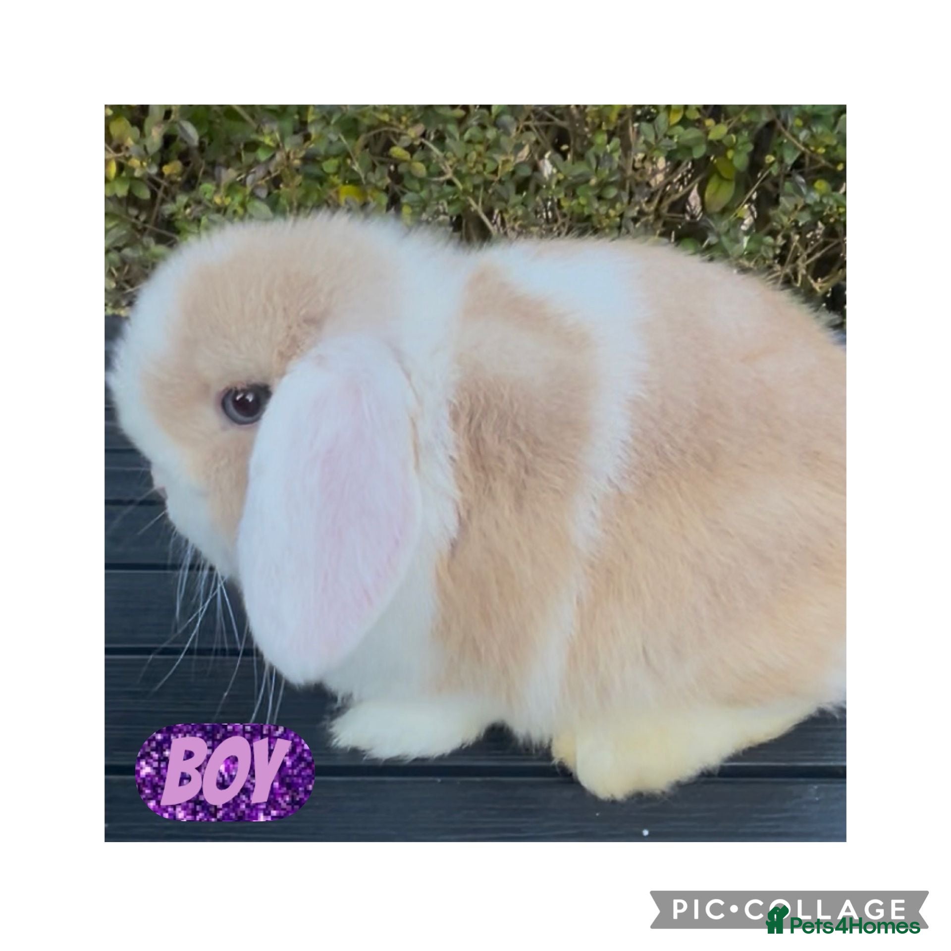 Mini Lop rabbits PEDIGREE MINI LOP BABIES READY TO LEAVE NOW  - Advert 5