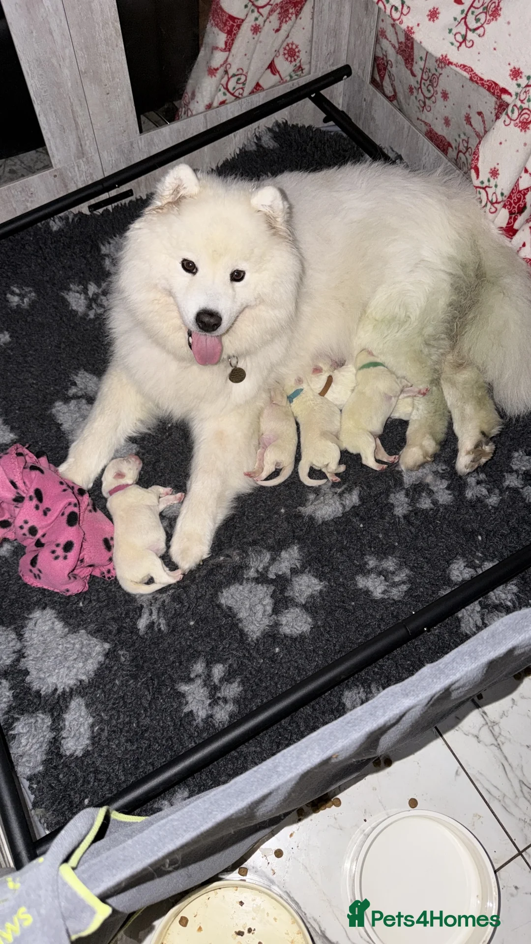 Samoyed dogs for sale: Beautiful Samoyed Puppies .    - Advert 1