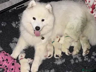 Samoyed dogs Beautiful Samoyed Puppies . - Advert 1