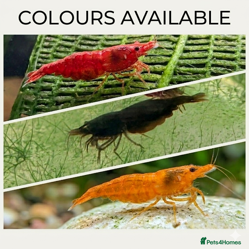 Shrimps fish Neocaridina Shrimp ♥️🖤🧡  Ramshorn Snails 🩷💙 - Advert 5