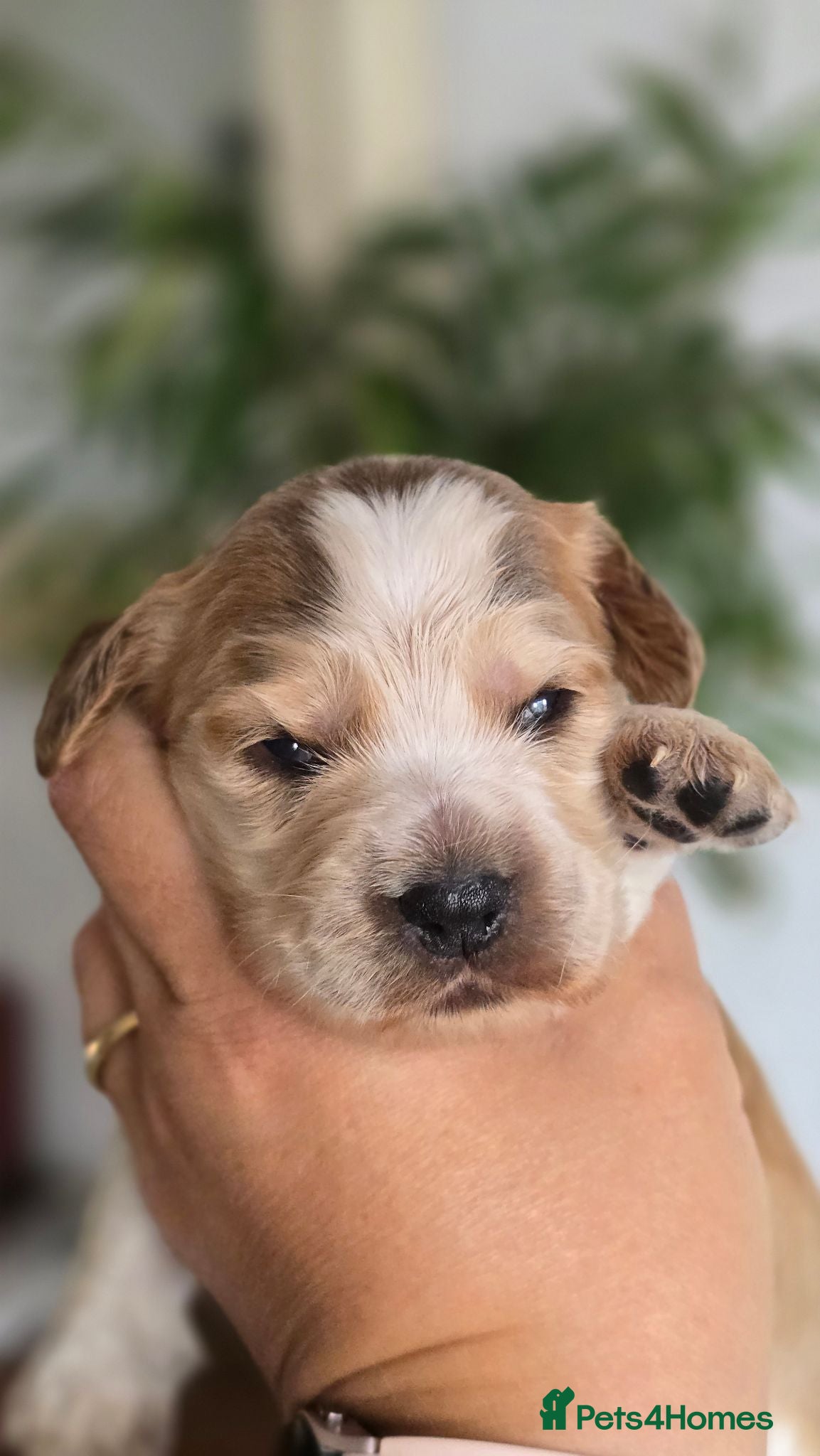 Cocker Spaniel dogs KC Reg Show Cocker Spaniel Puppies - Advert 1