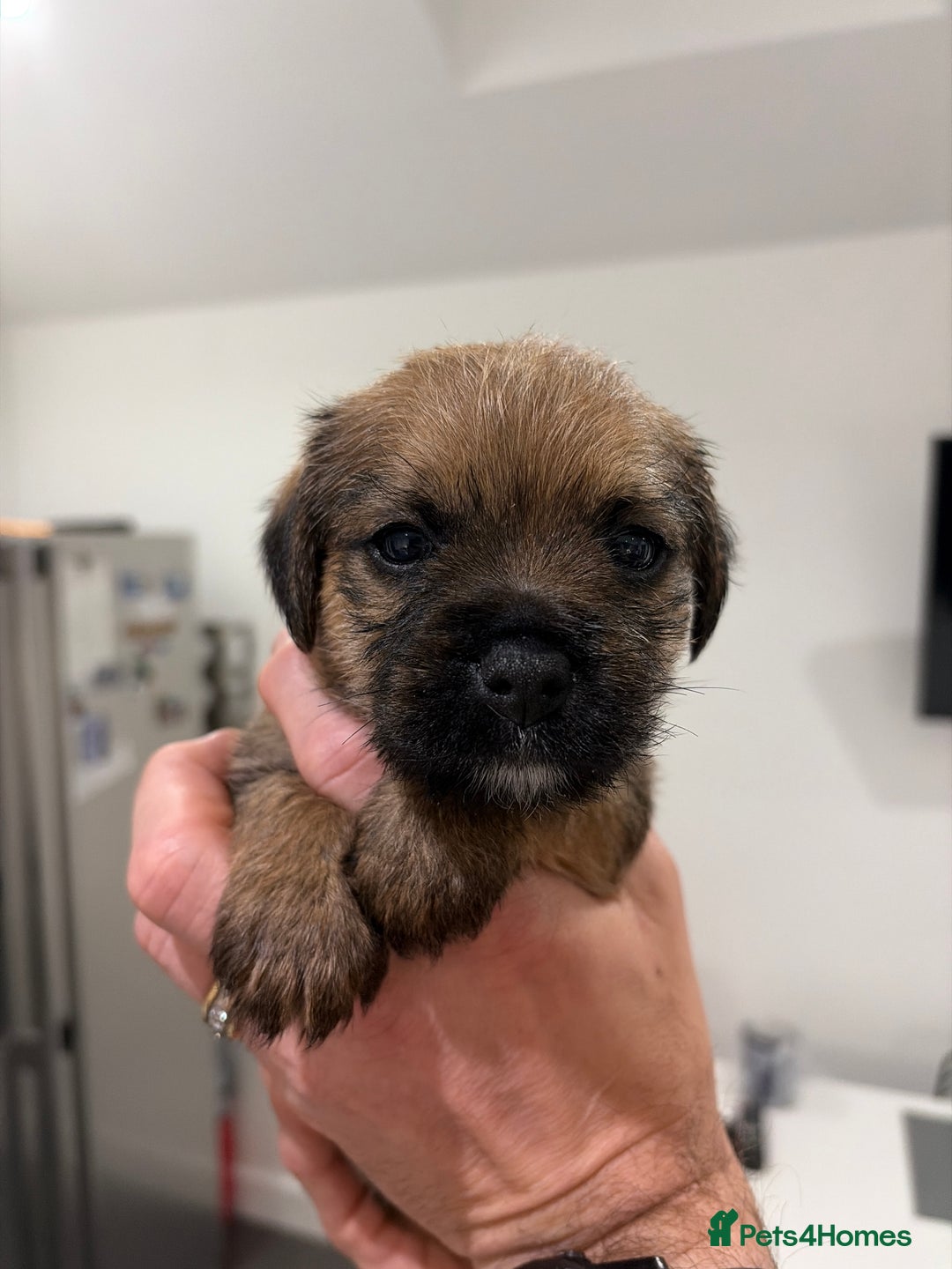 Border Terrier dogs for sale: Beautiful Border Terrier Puppies - Advert 8