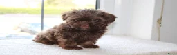Shihpoo dogs for sale: Chocolate shihpoo’s  - Advert 25