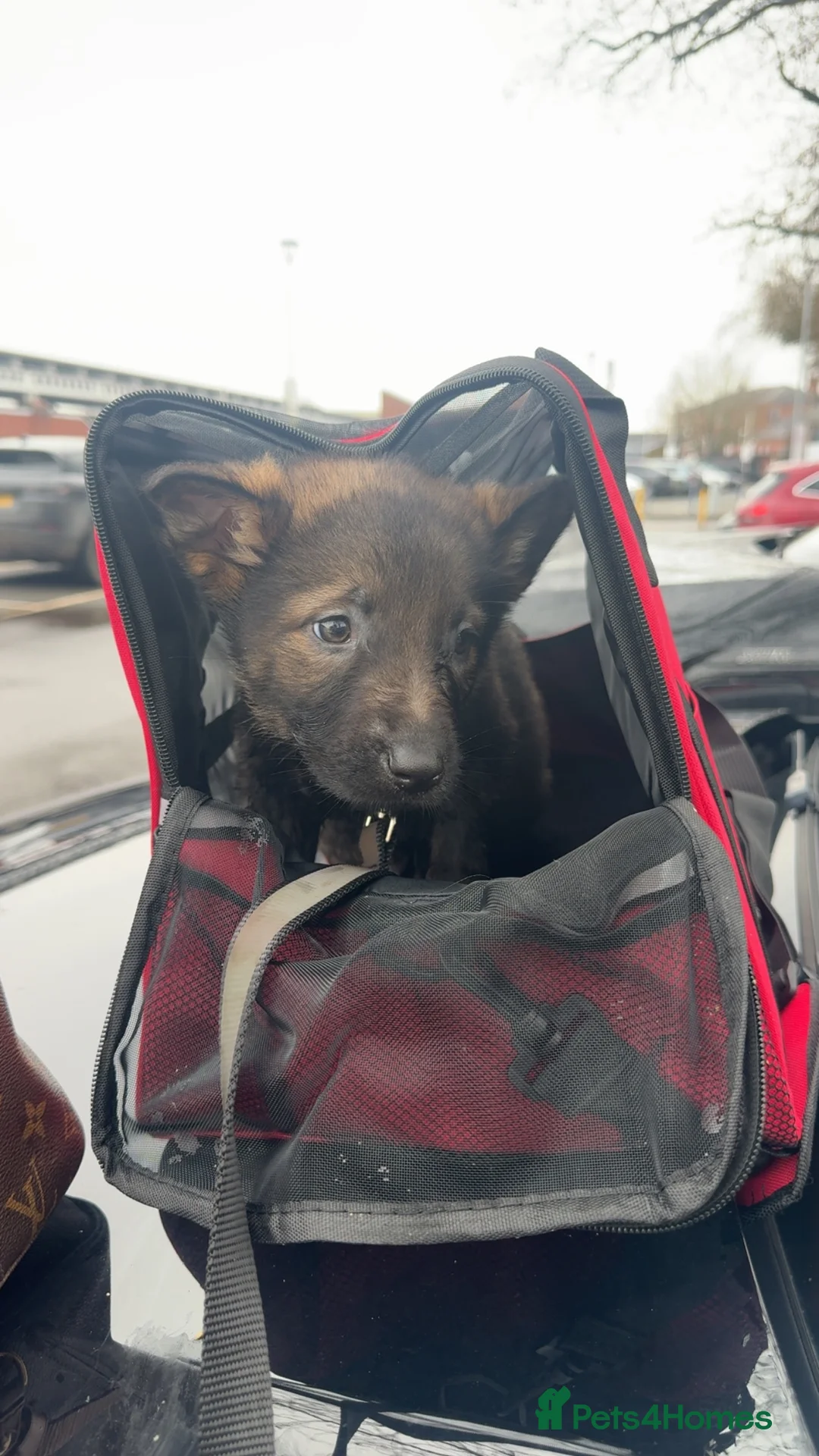 German Shepherd dogs for sale: Short hair Czech German shepards  - Advert 2