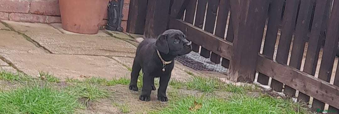 Labrador Retriever dogs for sale: Labrador puppies - Image 7