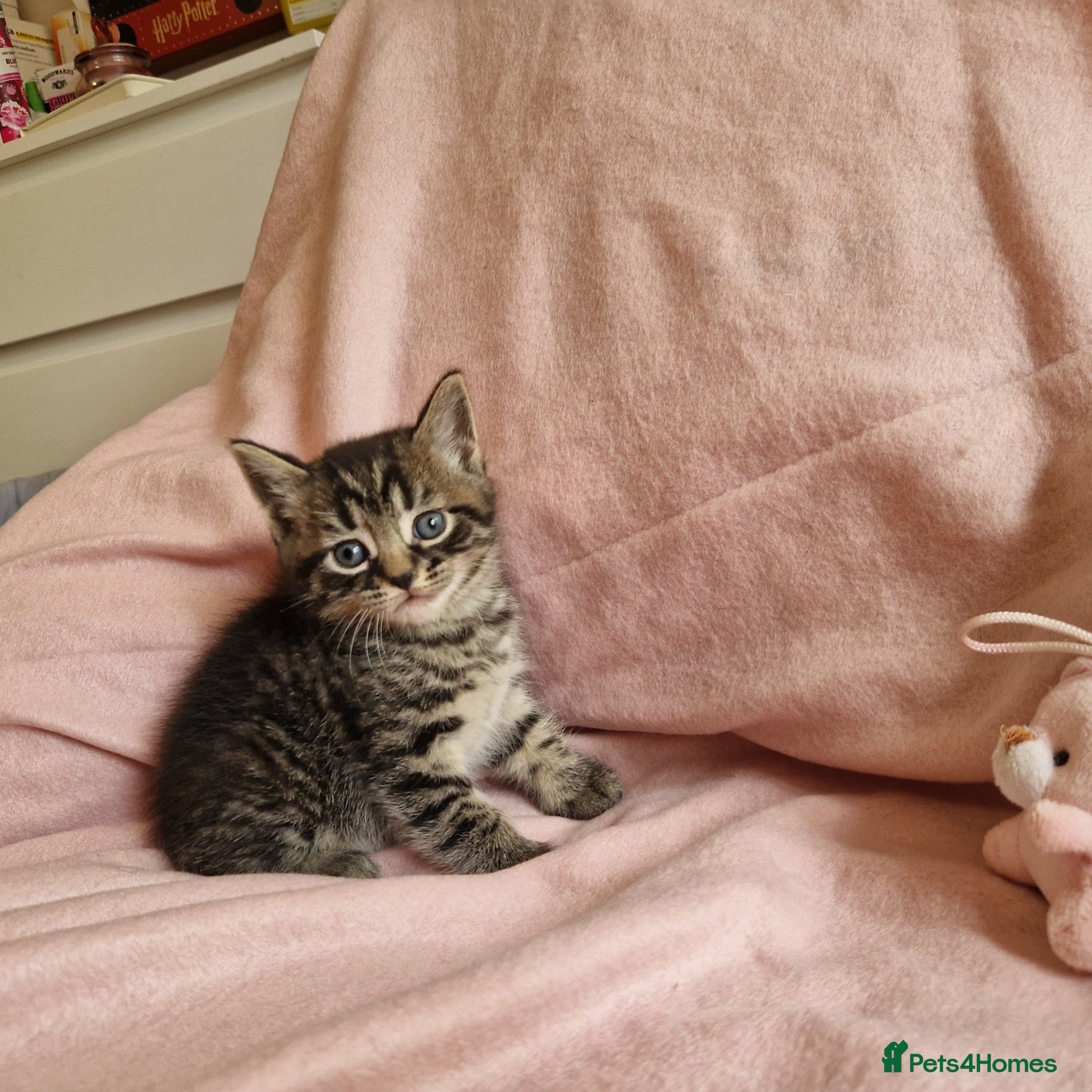 British Shorthair cats Stunning kittens ready next week !  - Advert 1