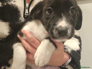 Sprollie dogs Sprollie Puppies - LAST BOY READY NOW - Advert 4